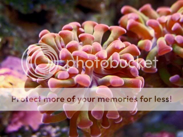 2009_0416reefnano0038a.jpg