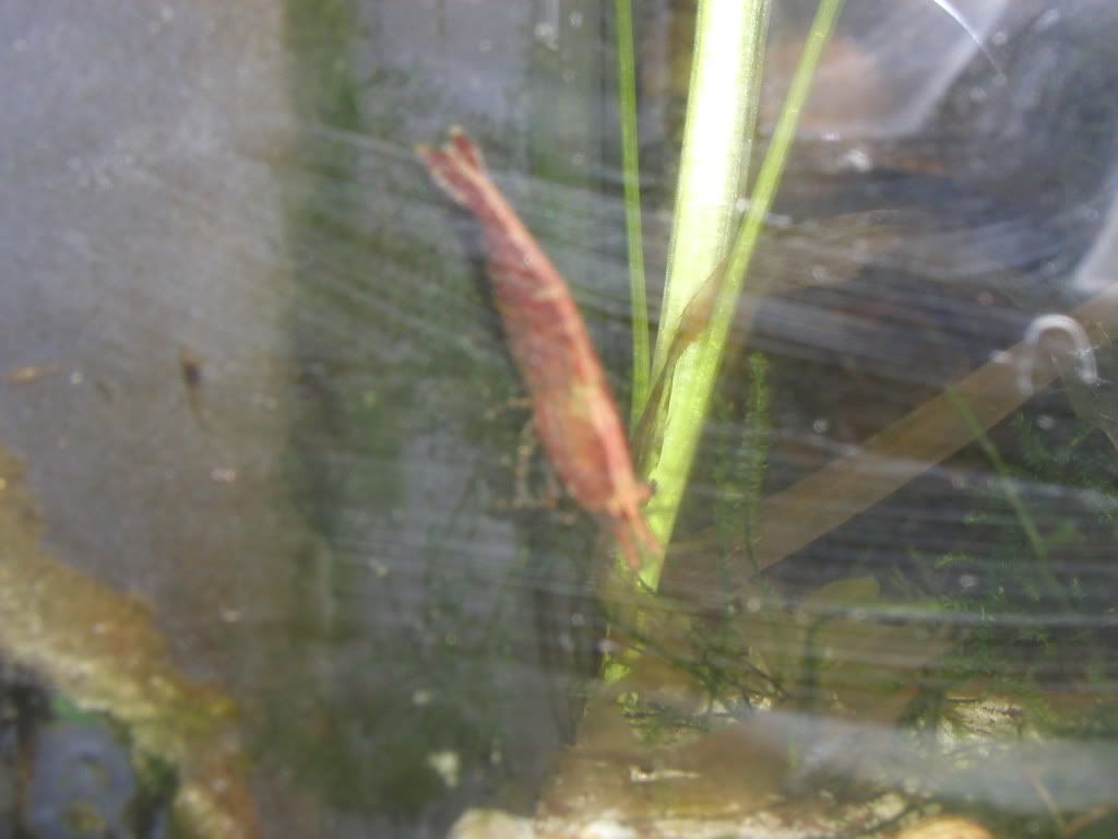 guppyshrimp005.jpg