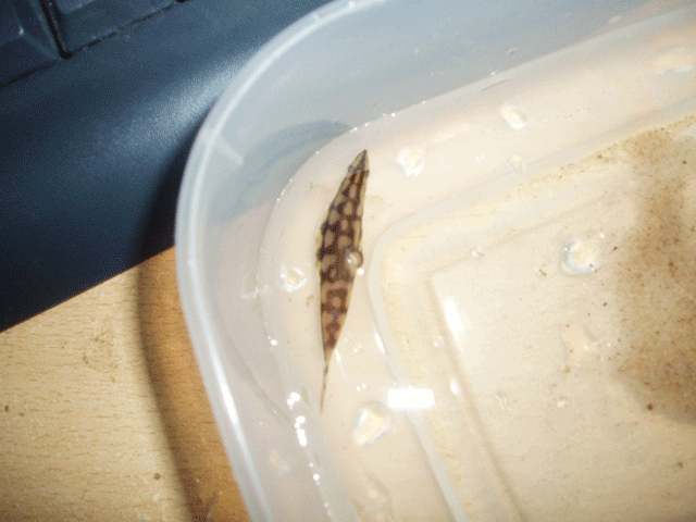 chain_loach_female03.png