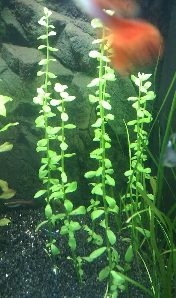 IMAG0207.jpg