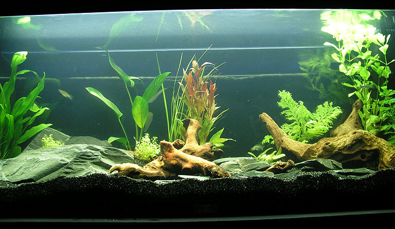fishtank.jpg
