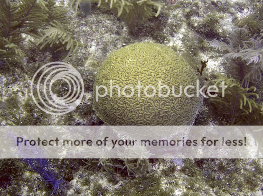 brainnsoftcoralfrenchreef.jpg