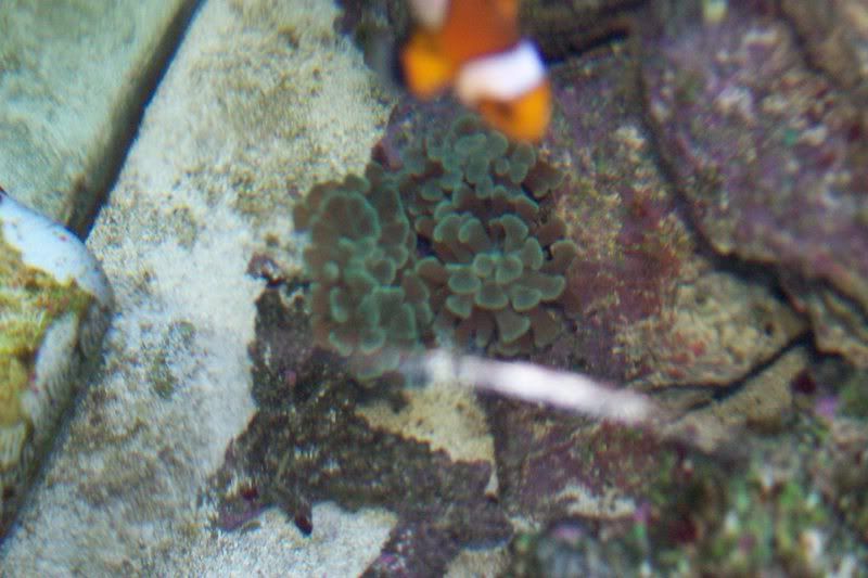 aquarium096.jpg
