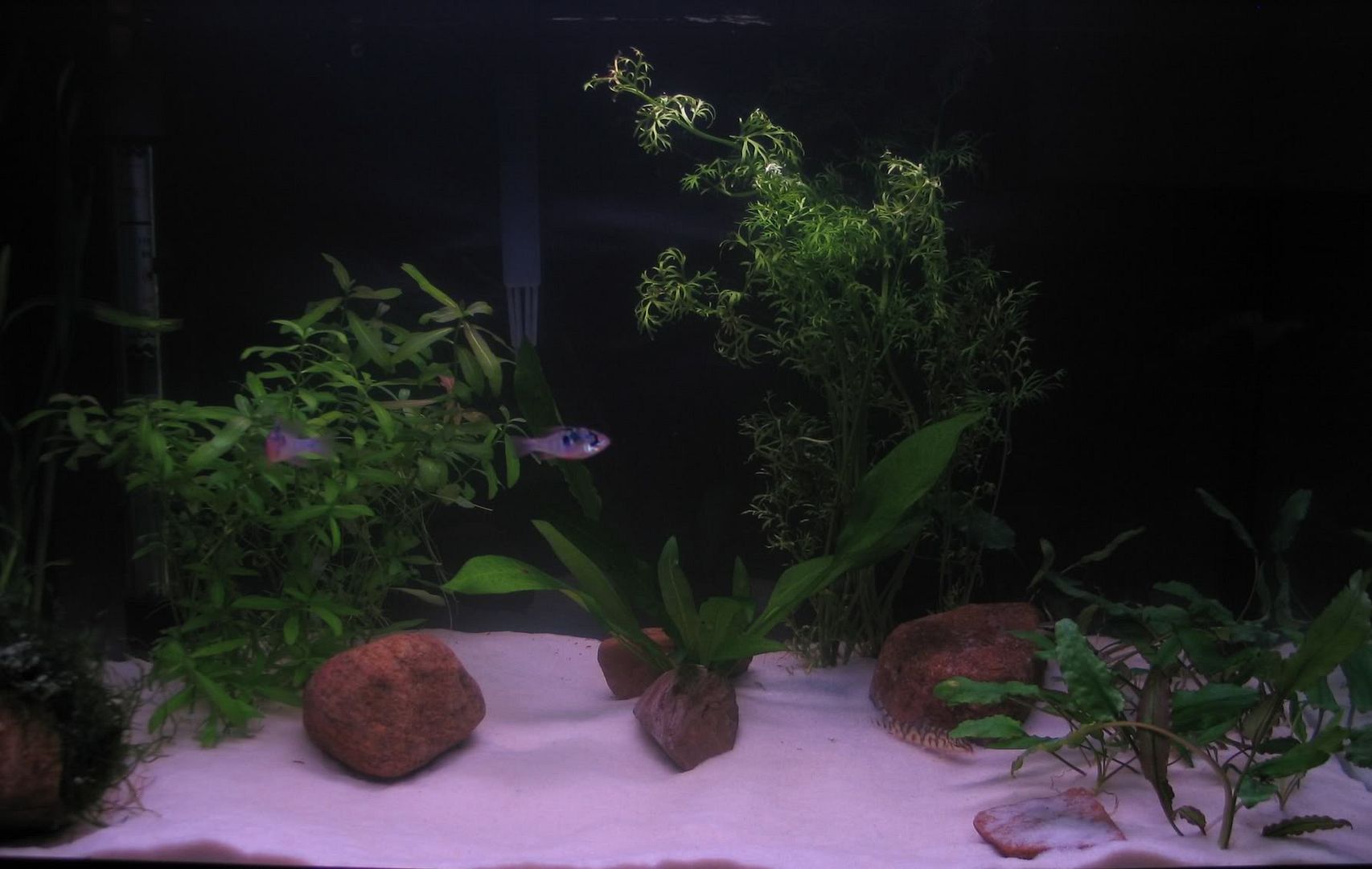 filltank.jpg