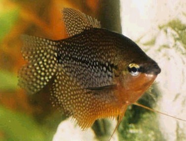 22550gourami.jpg