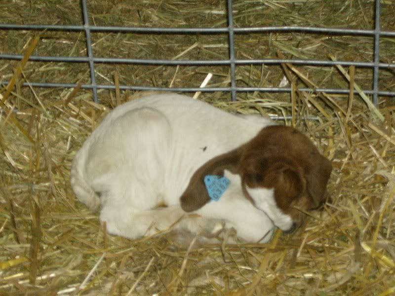 BabyGoats004.jpg