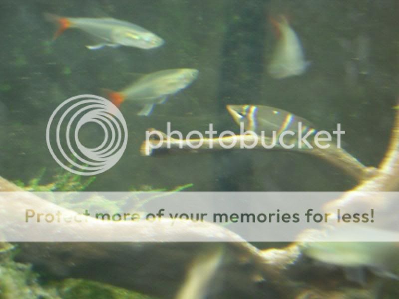 Fish3006.jpg