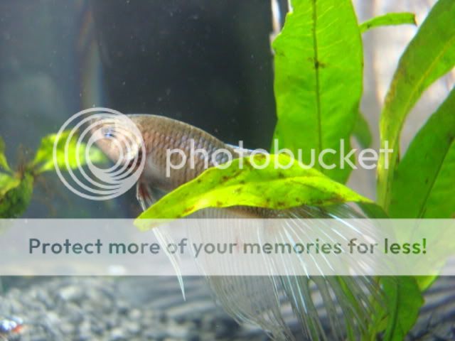 bettas2014.jpg