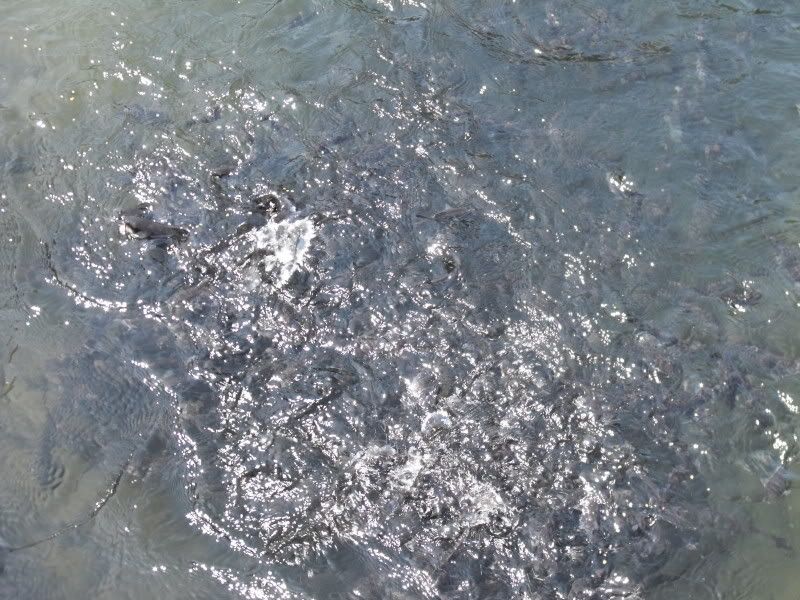 DSCF1090.jpg