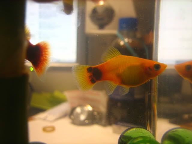 Picture003.jpg