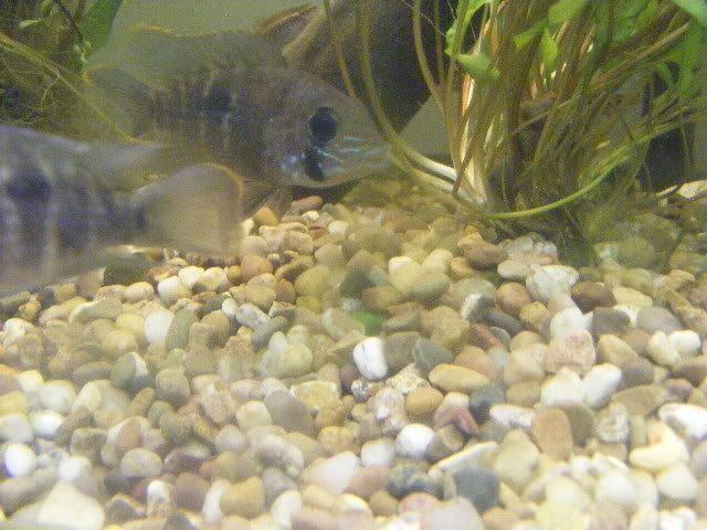 DSCF6475.jpg