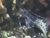 LawnmowerBlenny.jpg