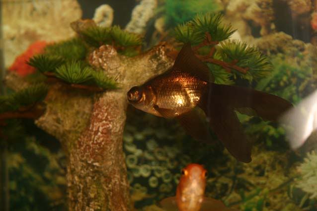 Fish003.jpg