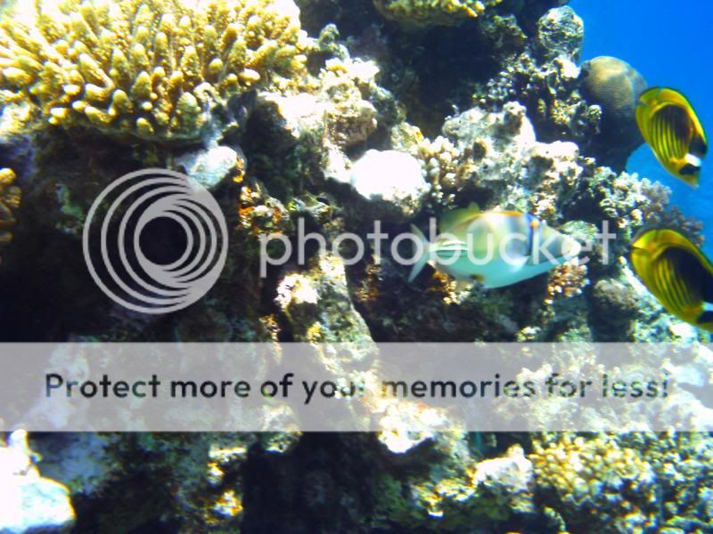 underwater201.jpg