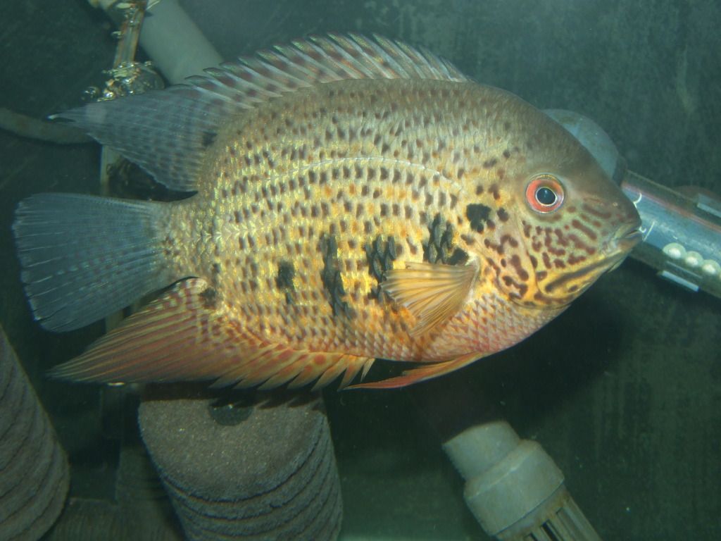 DSCF9333.jpg