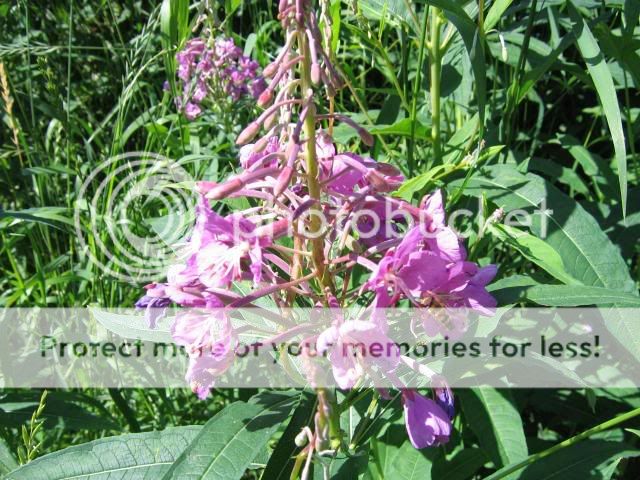 Fireweed.jpg