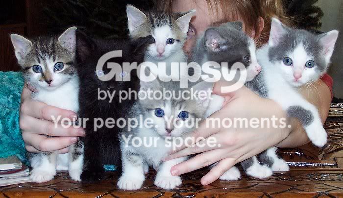 Kittens015.jpg