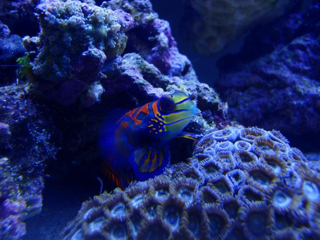 mandarin-2.jpg