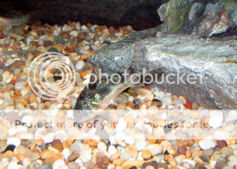 fish093.jpg