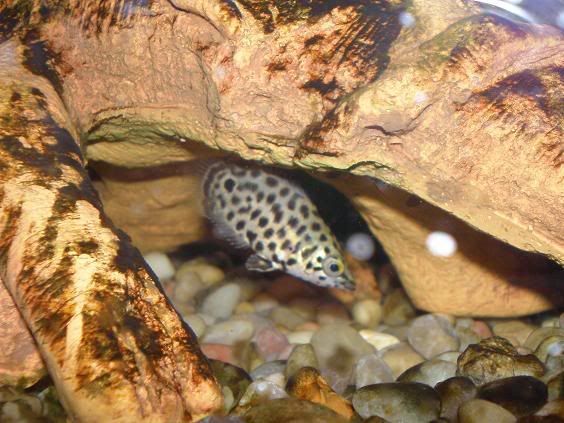 BUSHFISH1.jpg