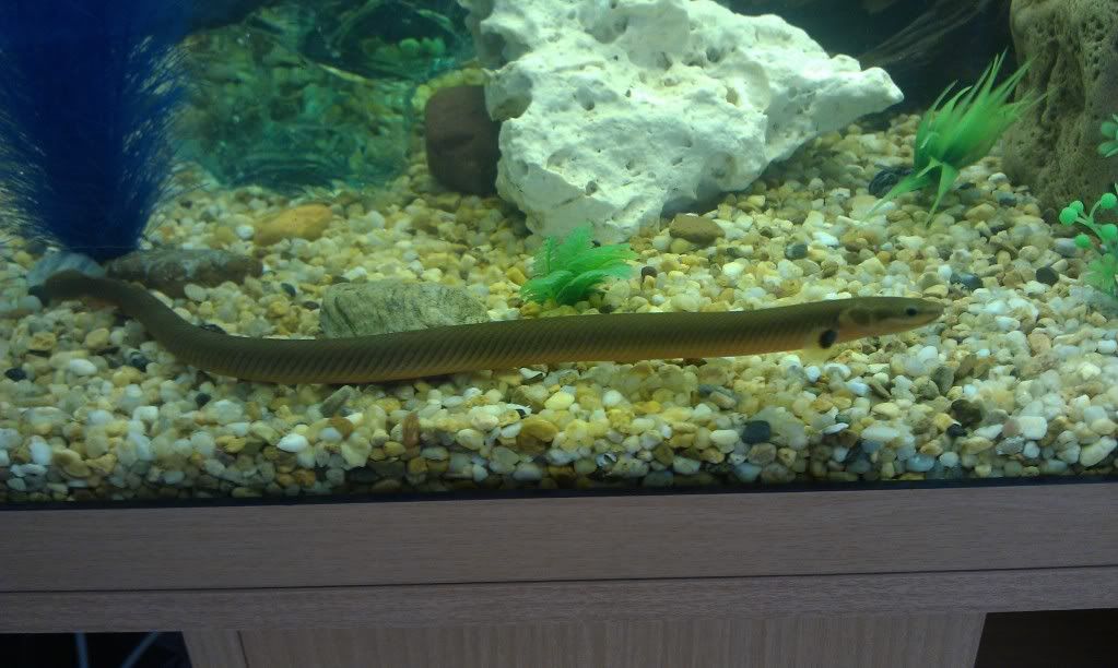 Reedfish.jpg