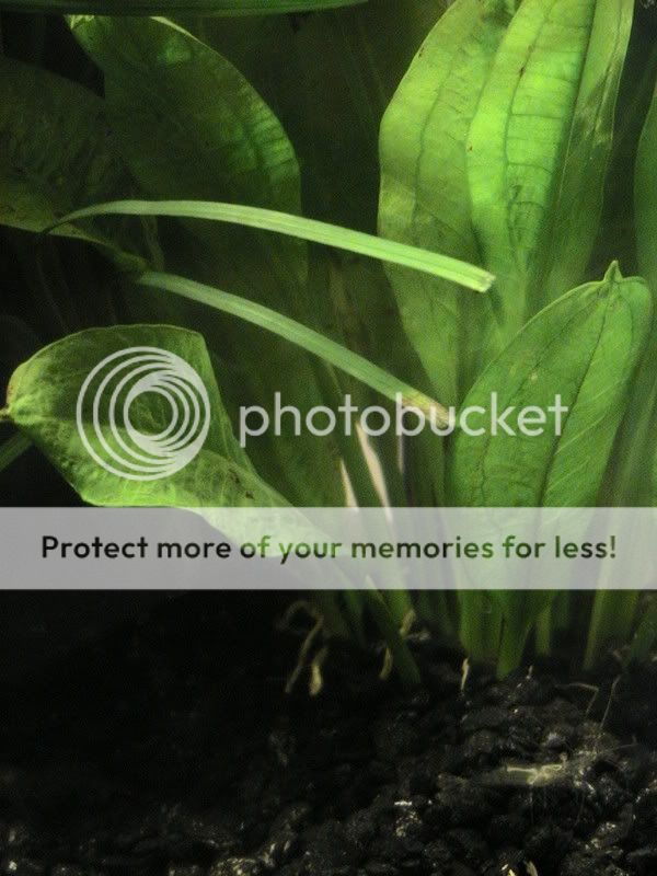plant.jpg