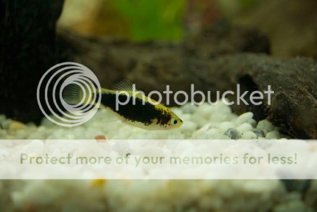 Platy11.jpg