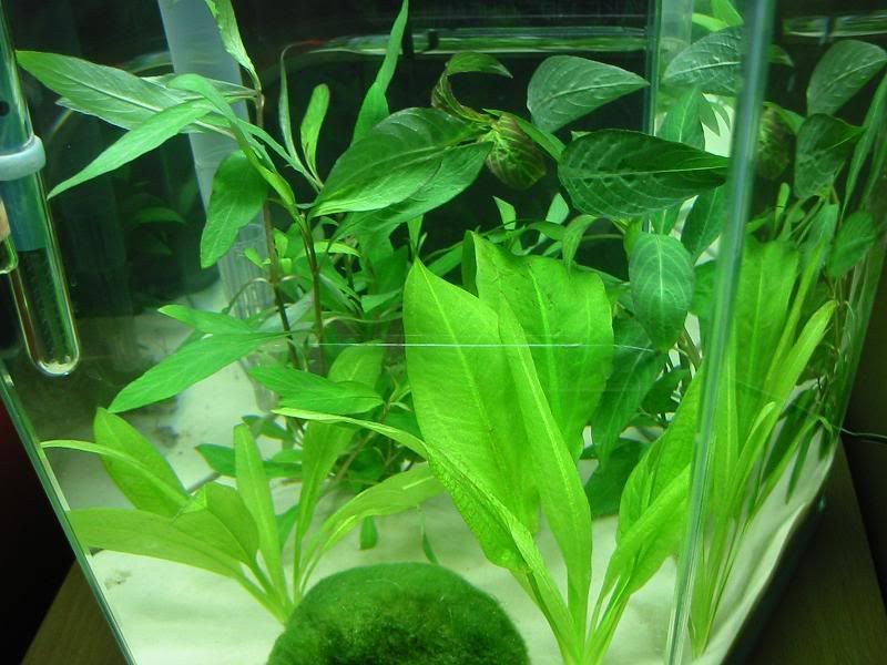 plantpic1.jpg