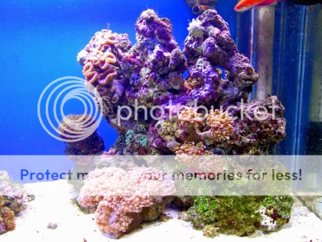 2009_0702Reef0231a.jpg