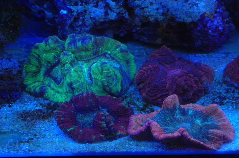 reef7.jpg