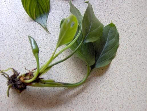 plant2.jpg