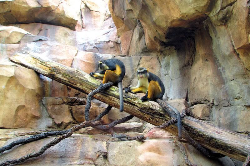 monkey3.jpg