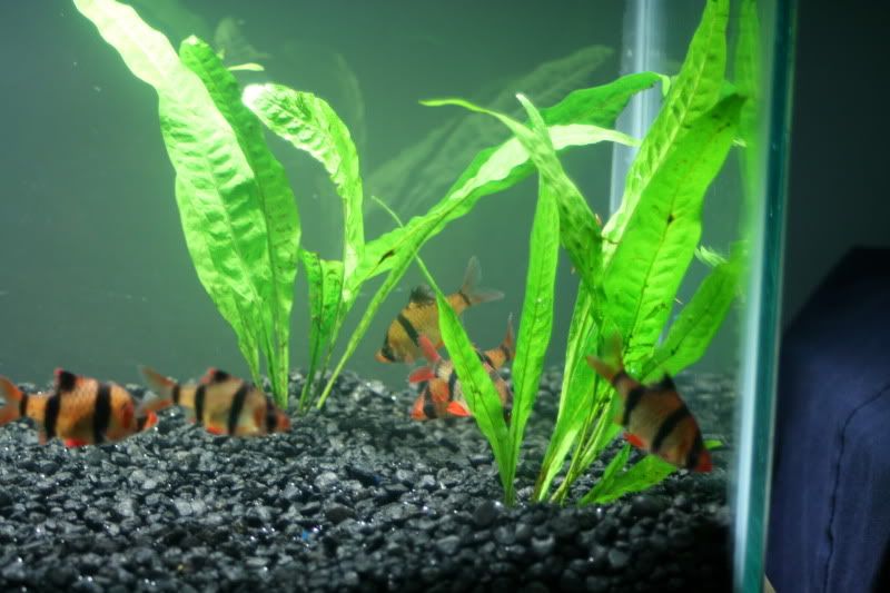 20GallonPlanted38.jpg