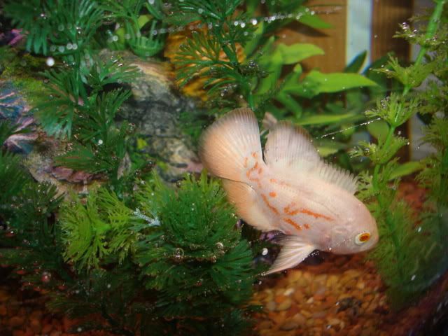 tropicalfish010.jpg