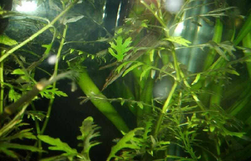 FindtheEel.jpg