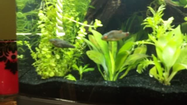 2012-06-23_09-02-19_780.jpg