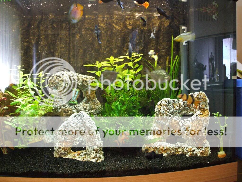 fishintank.jpg