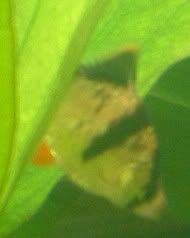 TigerBarb0007.jpg