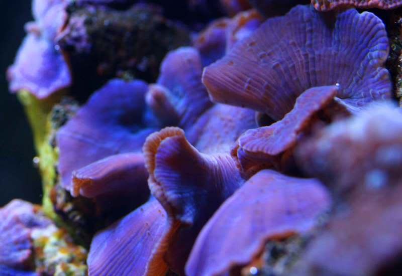 bluemorphs.jpg