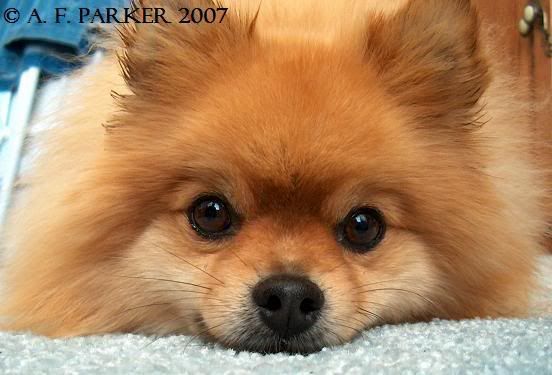 Biscuit07-2.jpg