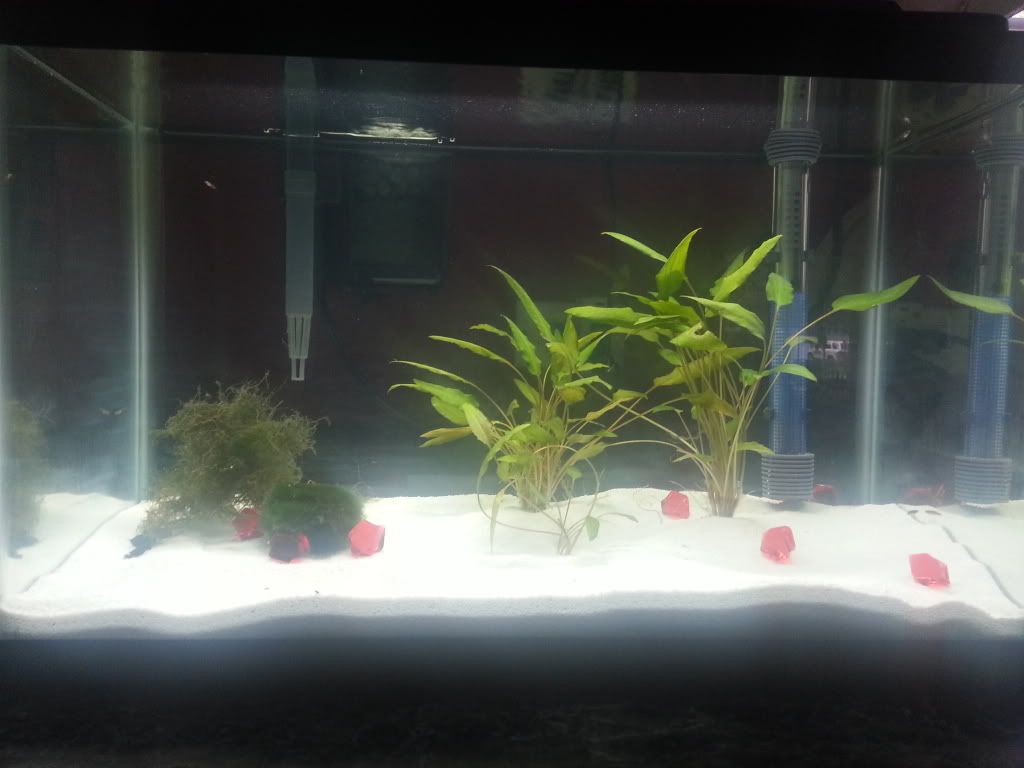 20130625_185421_zps60397143.jpg