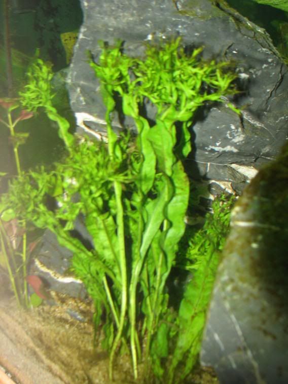FishTank050.jpg