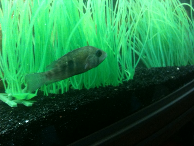 unknowncichlid.png
