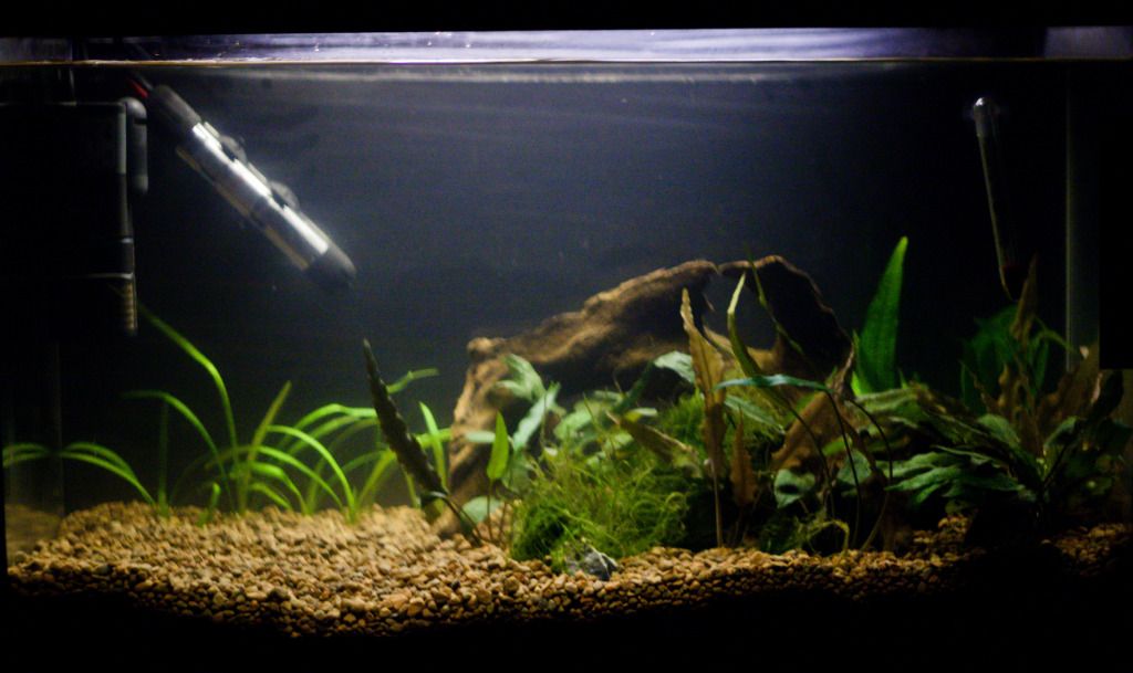 Fish-12.jpg