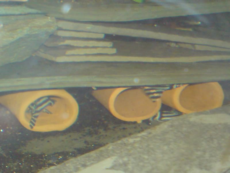 newpicsdecember006.jpg