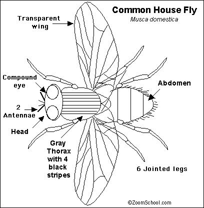 Fly_bw.GIF