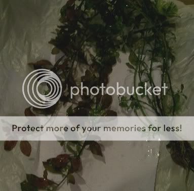 unknownplant5.jpg