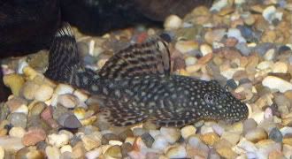 mytropicalfish002.jpg