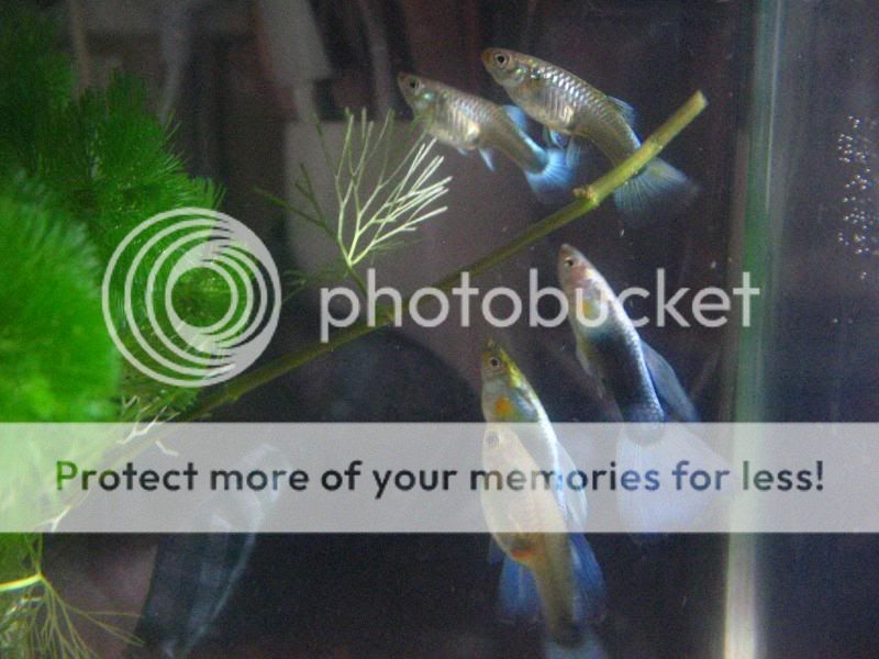 guppies003.jpg