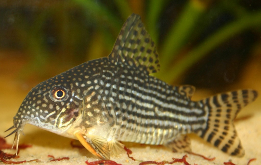 corydoras_sterbai.jpg